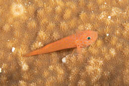 Image of Flame goby