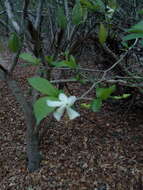 Image of Tabernaemontana amygdalifolia Jacq.