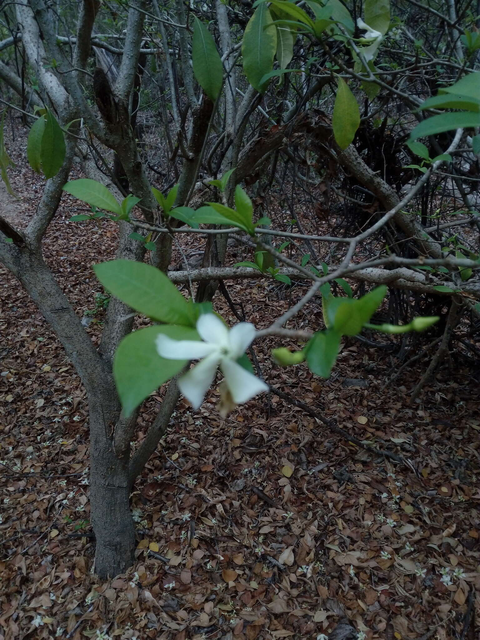 Plancia ëd Tabernaemontana amygdalifolia Jacq.