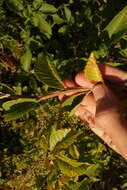 Image of Large-fruited Elm