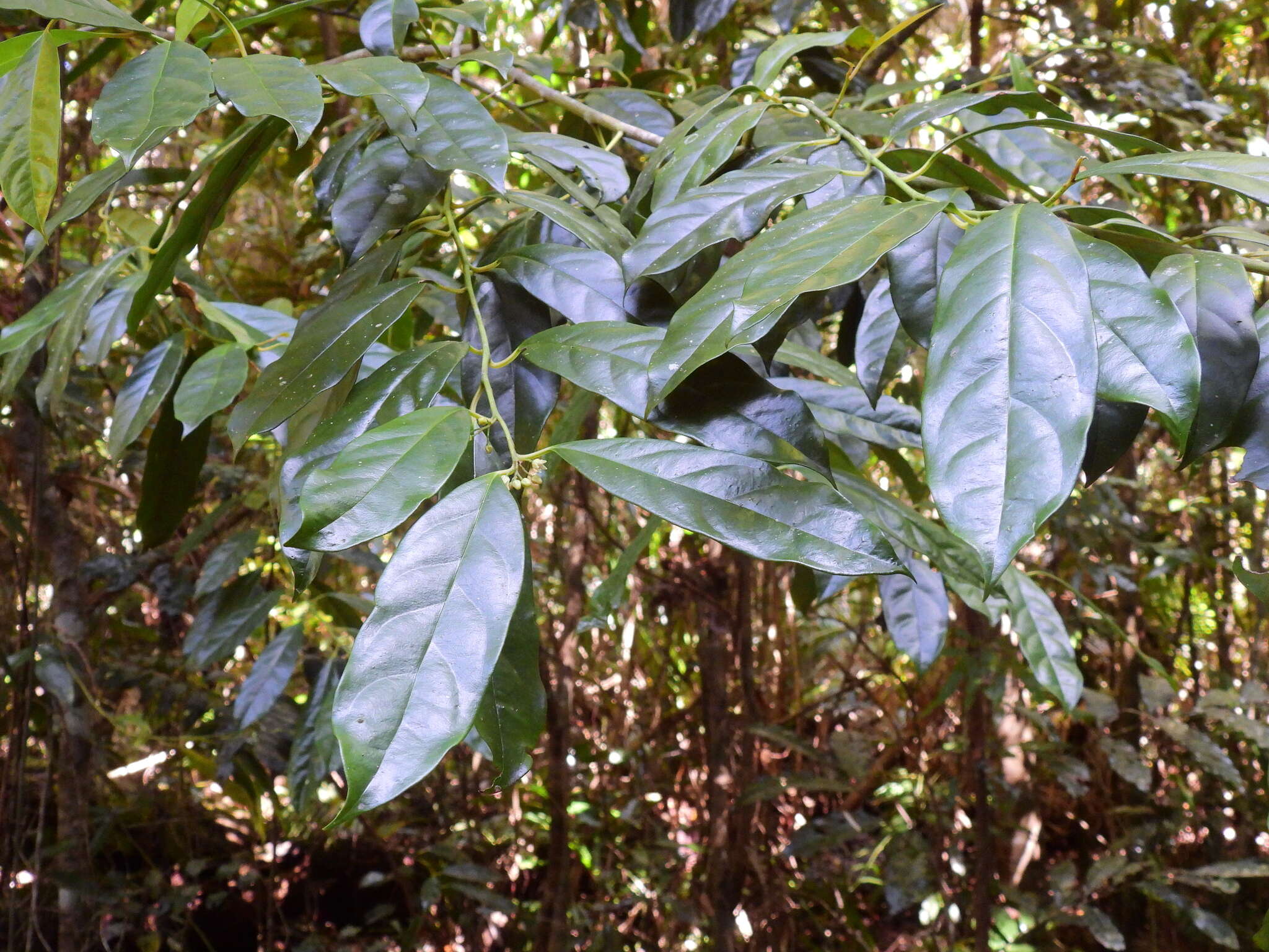 Image of Apodytes brachystylis F. Muell.