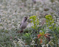 Image of Snowfinch