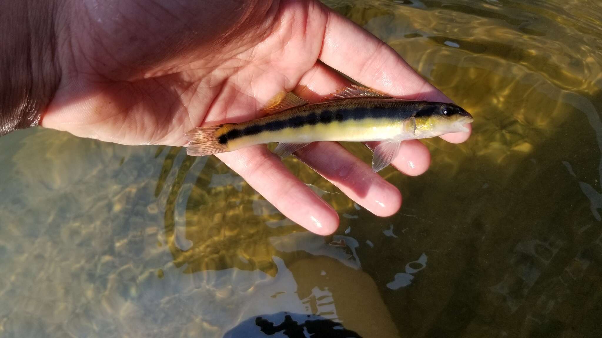 Image of Tangerine Darter