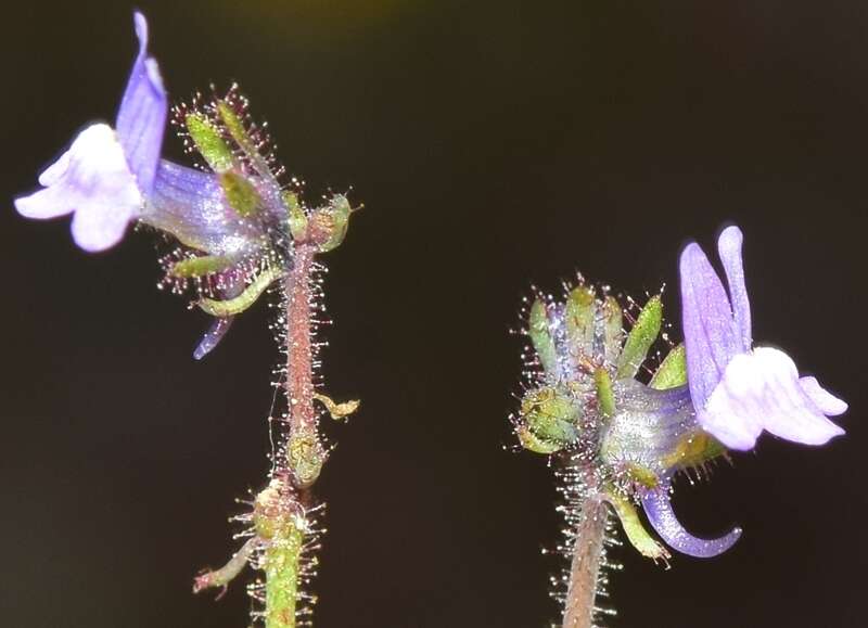 Linaria arvensis (L.) Desf.的圖片