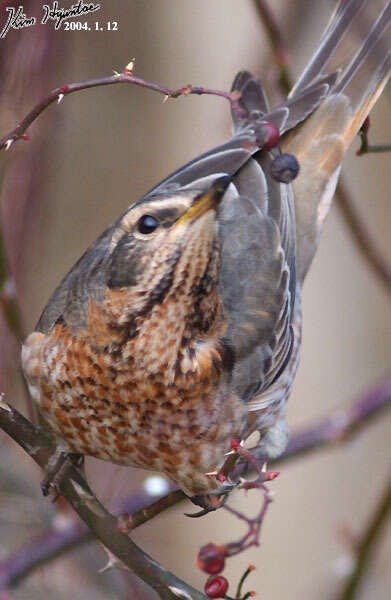 Image of Dusky Thrush