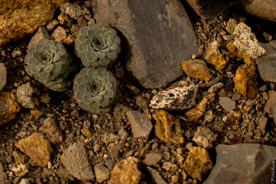 Imagem de Viola columnaris Skottsb.