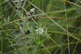 Image of whorled mountainmint