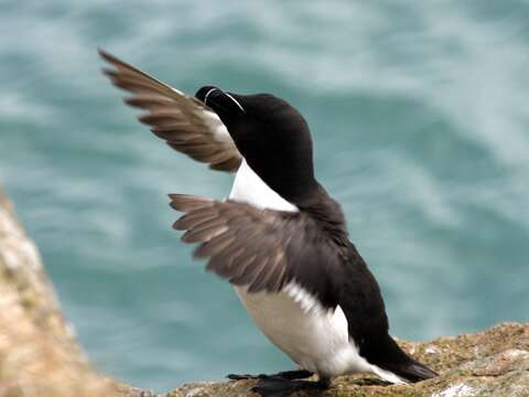 Image of Lesser auk