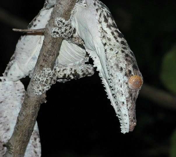 Слика од Uroplatus henkeli Böhme & Ibisch 1990