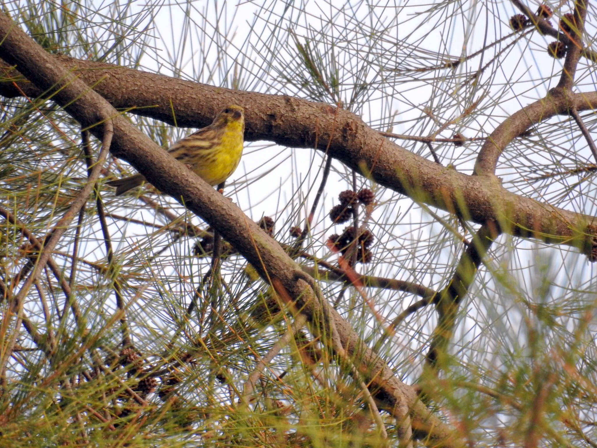 Image of serin, european serin