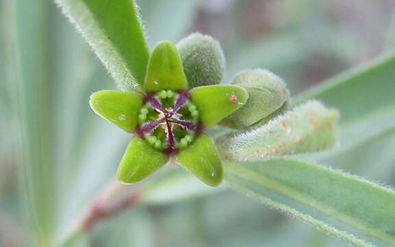 Image of Raphionacme velutina Schltr.