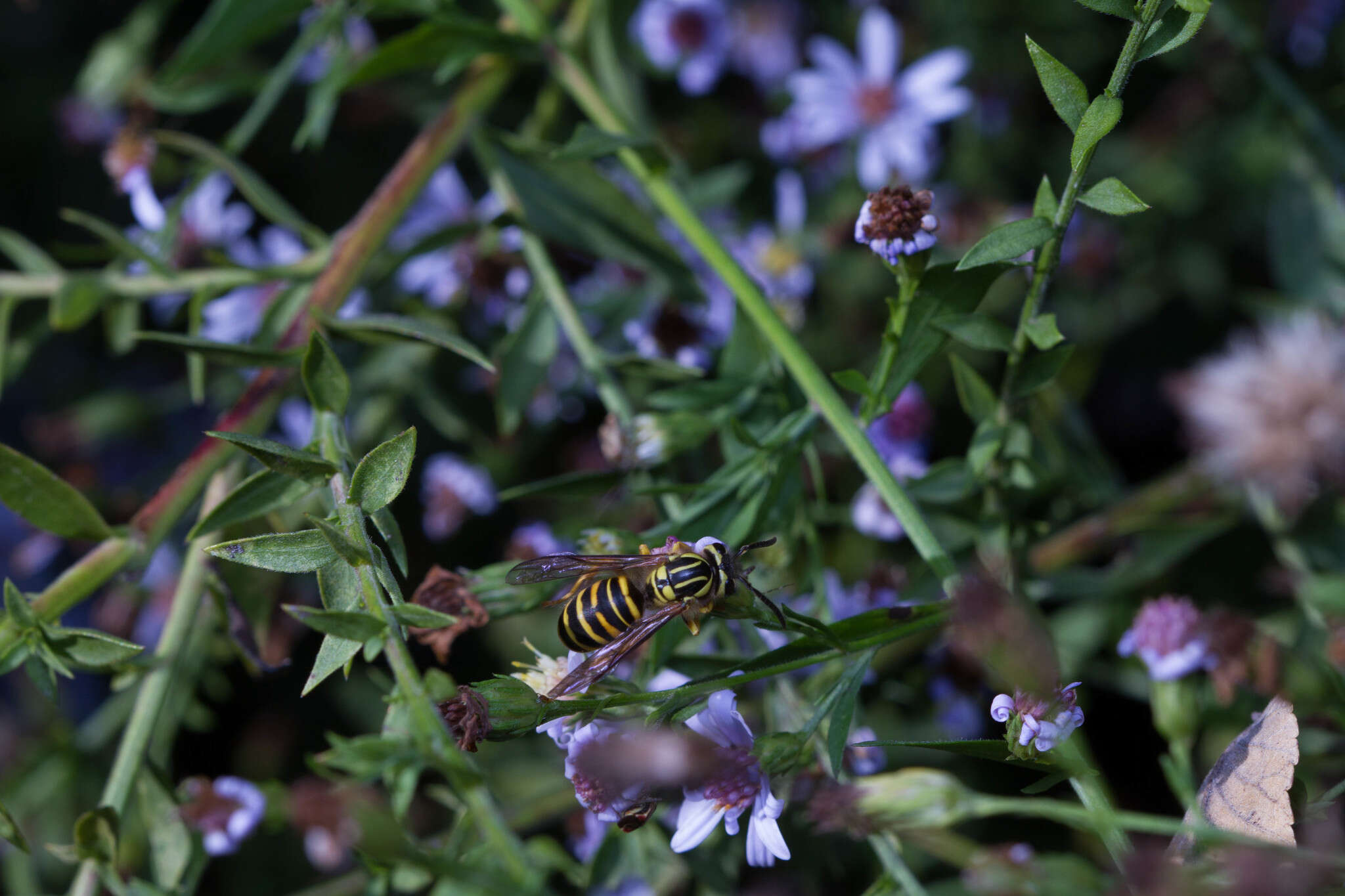 Image of Southern Yellowjacket