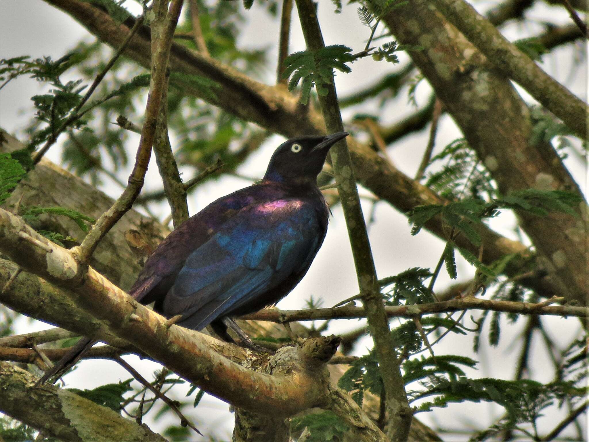 Image of Rueppell's Glossy-Starling