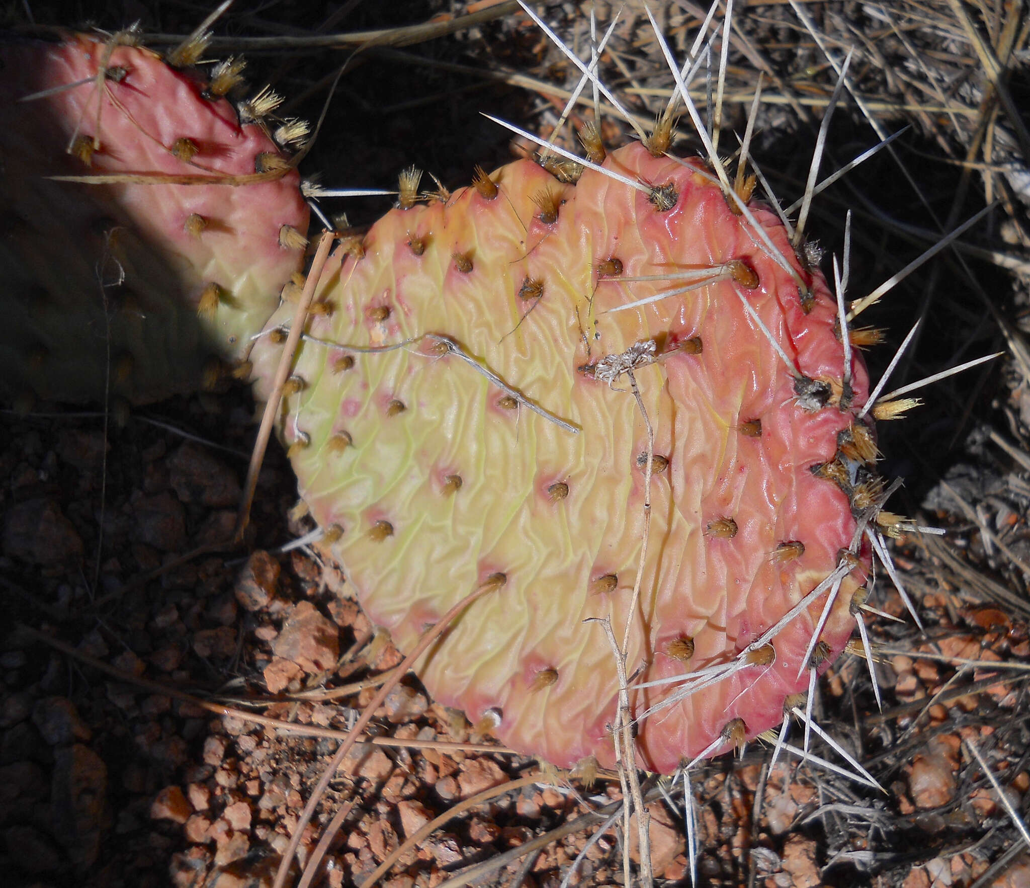 Image of Grassland Pricklypear