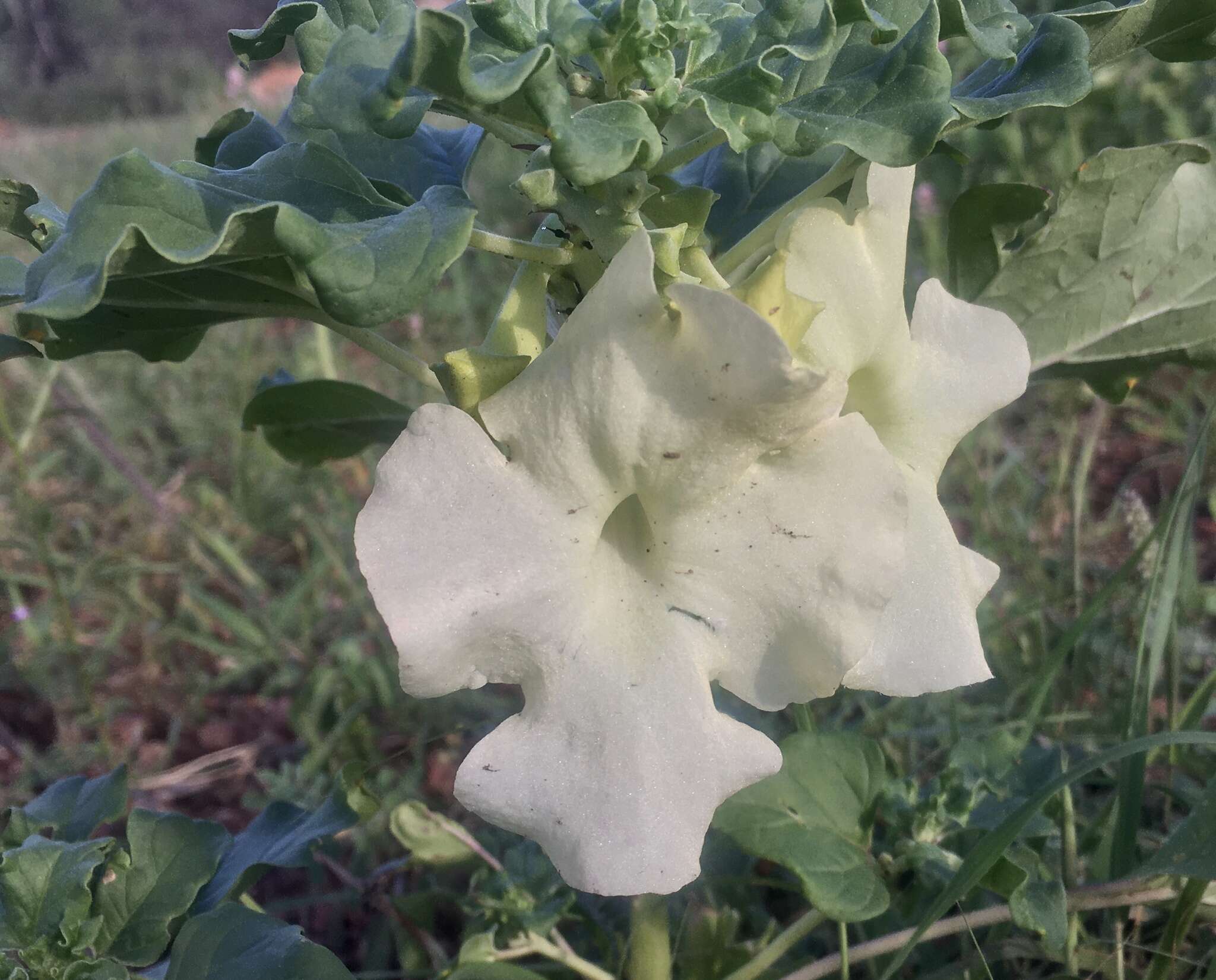 Image of Rogeria longiflora (Royen) J. Gay