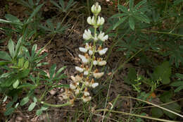 Image of bearded lupine