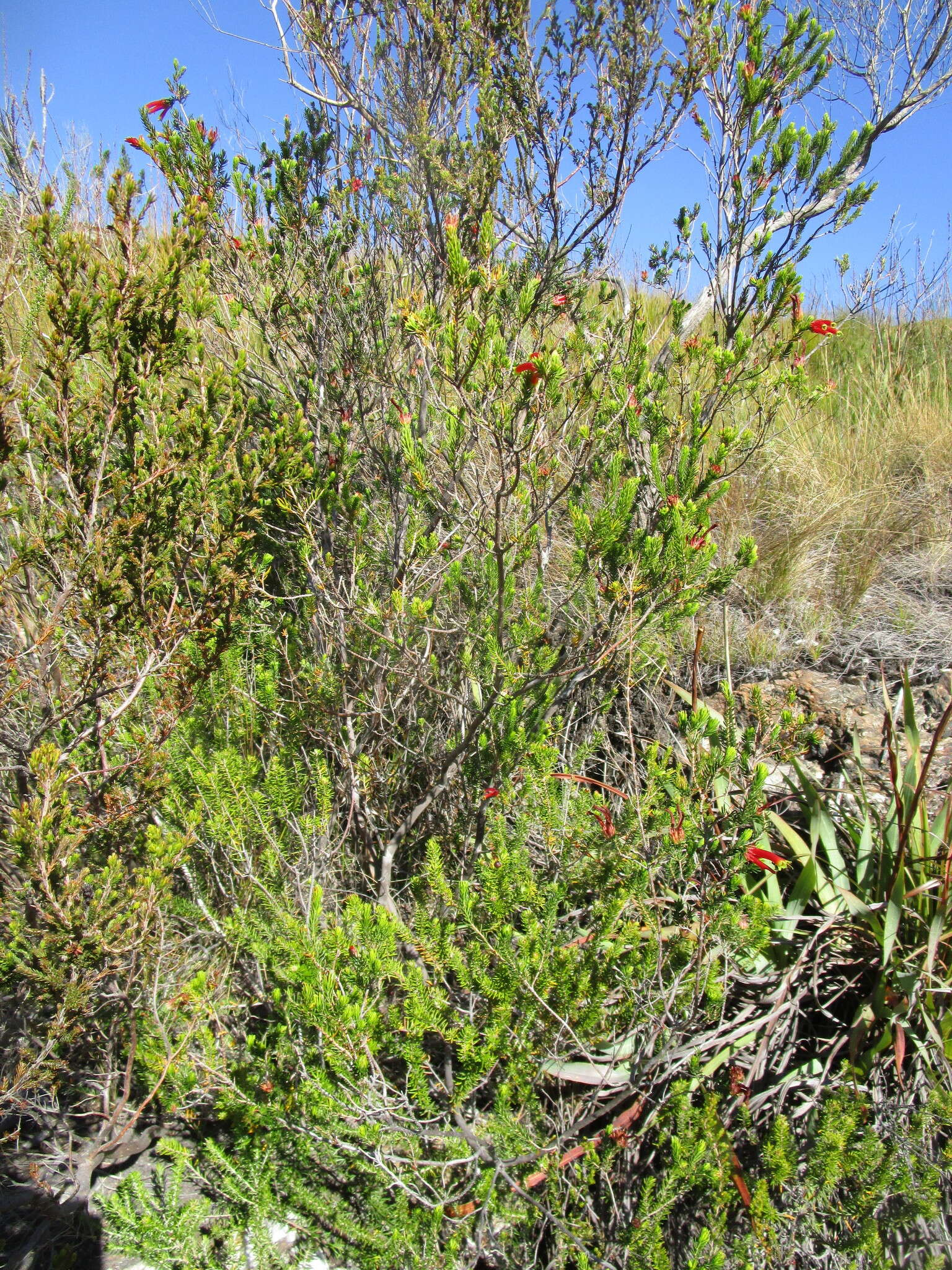 Image of Erica unicolor subsp. georgensis E. G. H. Oliv. & I. M. Oliv.