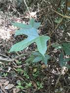 Image de Pterospermum heterophyllum Hance