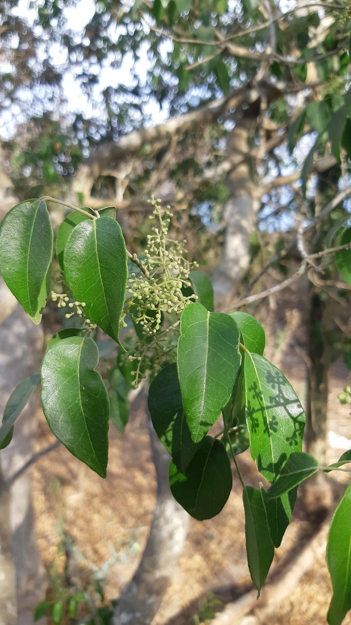 Image of balsam torchwood