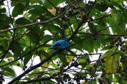 Image of Turquoise Cotinga