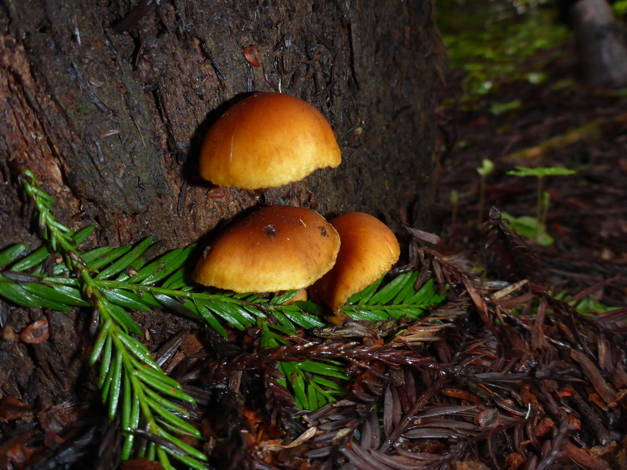 Image of Galerina marginata (Batsch) Kühner 1935