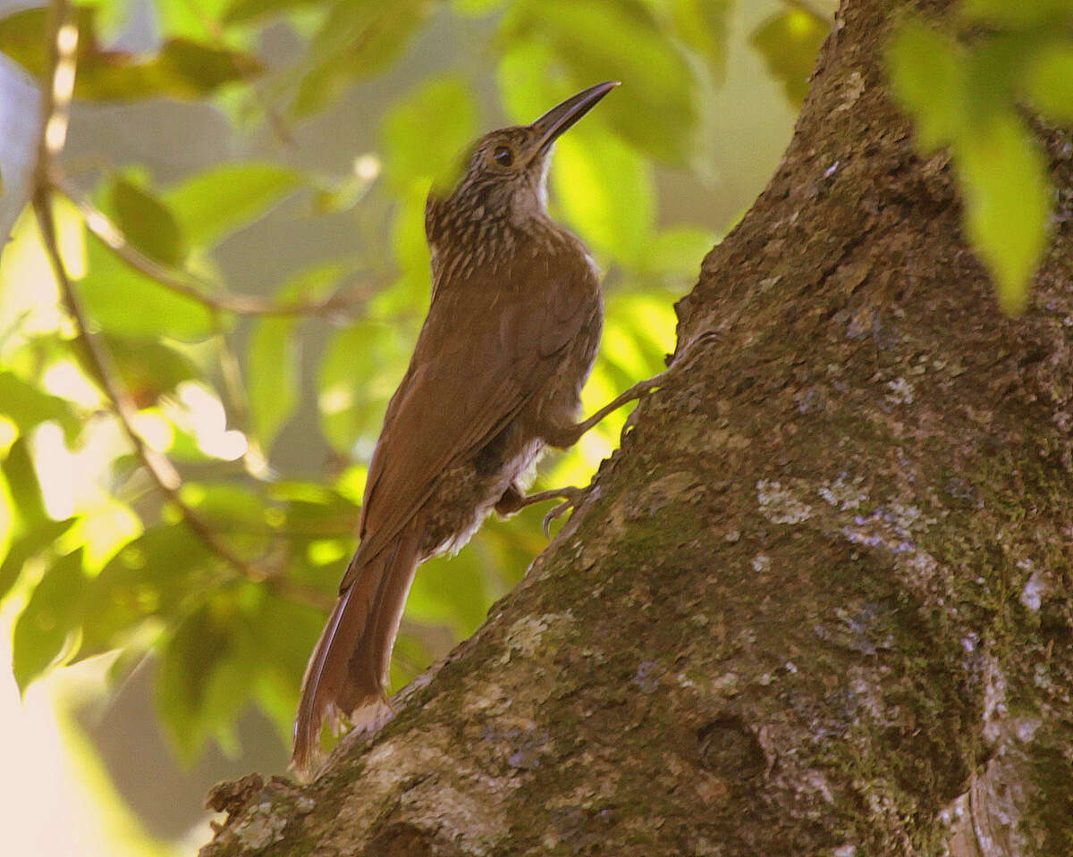 Image of Planalto Woodcreeper