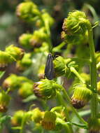 Image of Ctenucha cressonana Grote 1863