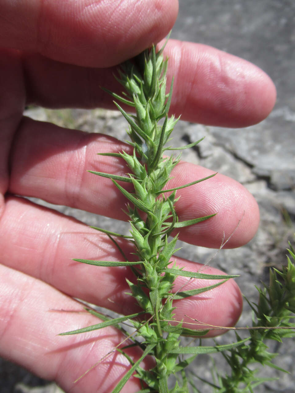 Image of glandular blazing star