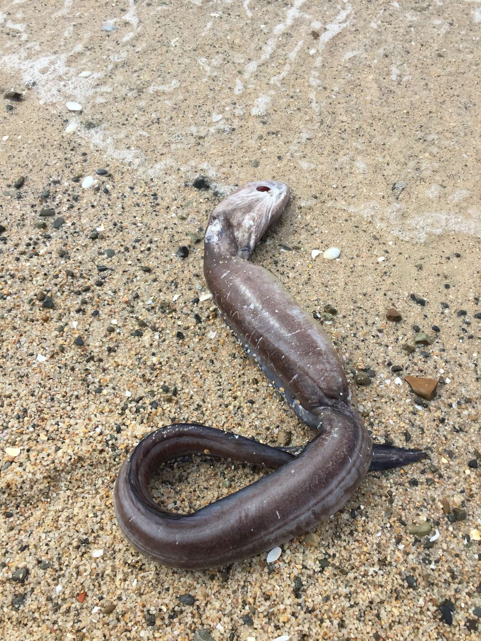 Image of Common conger-eel