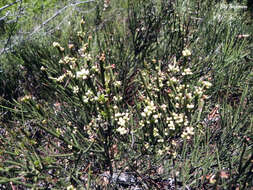 Image de Retanilla ephedra (Vent.) Brongniart