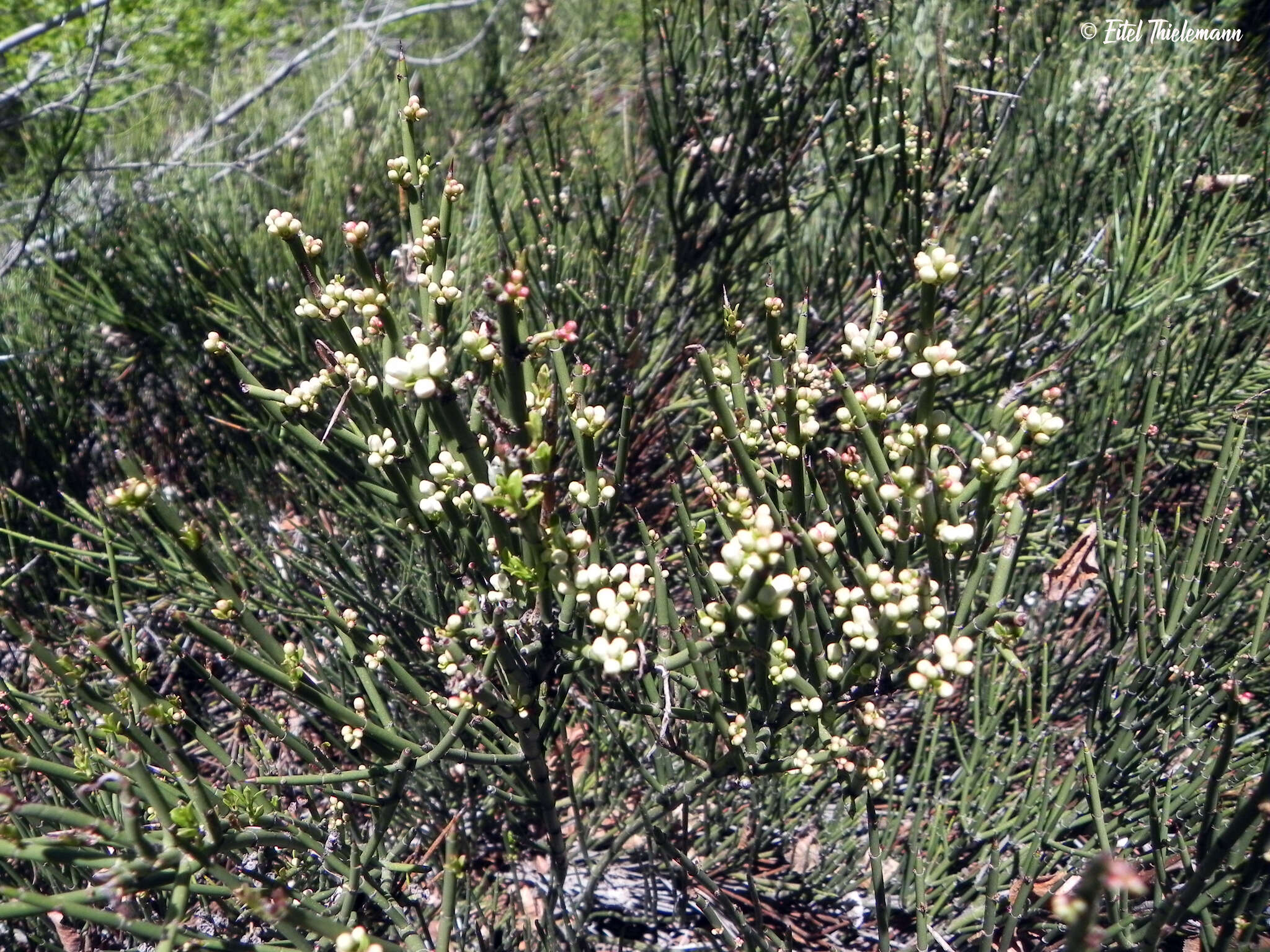 Image de Retanilla ephedra (Vent.) Brongniart