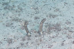 Image of Galapagos garden eel