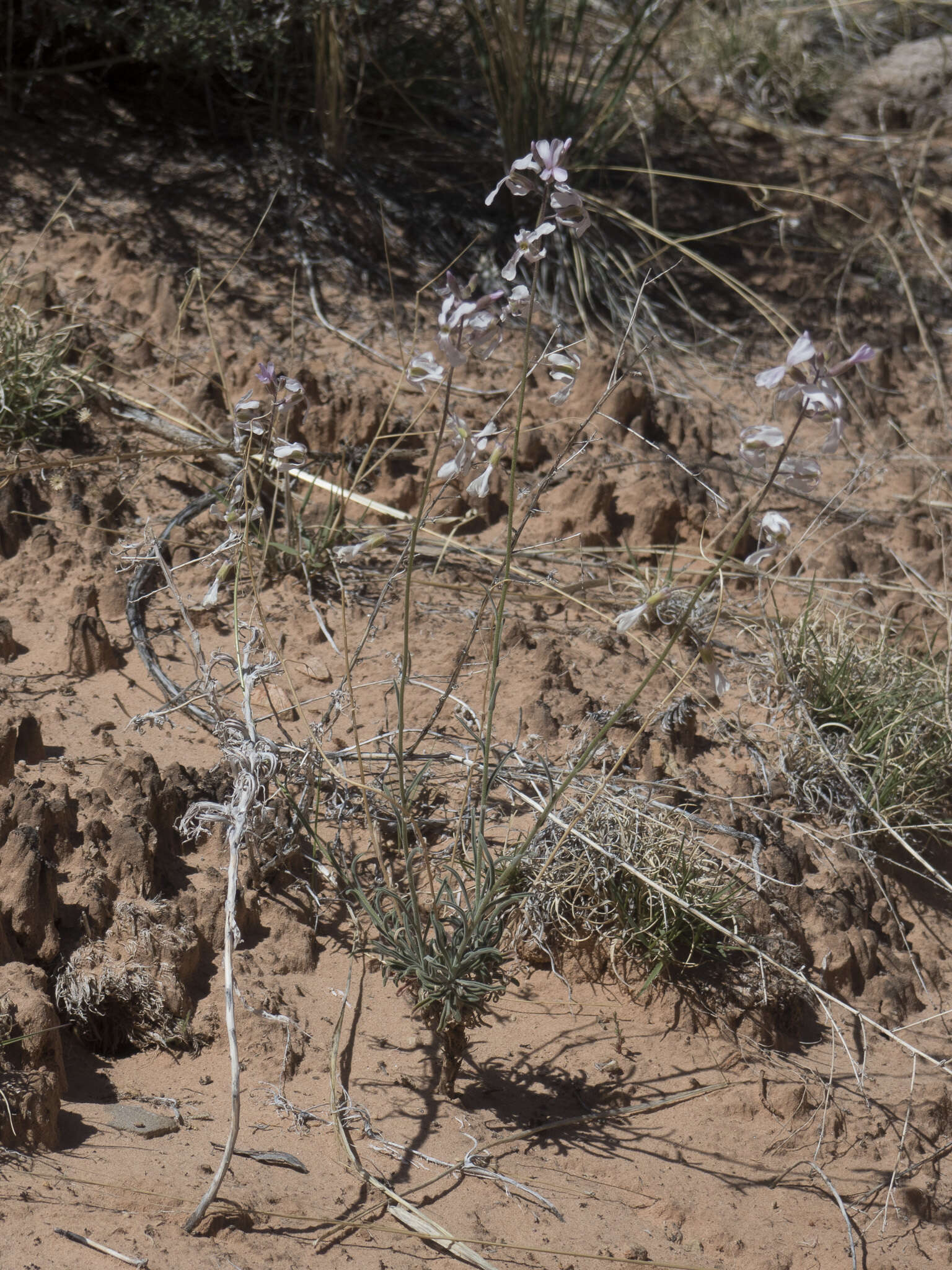 Image de Boechera formosa (Greene) Windham & Al-Shehbaz