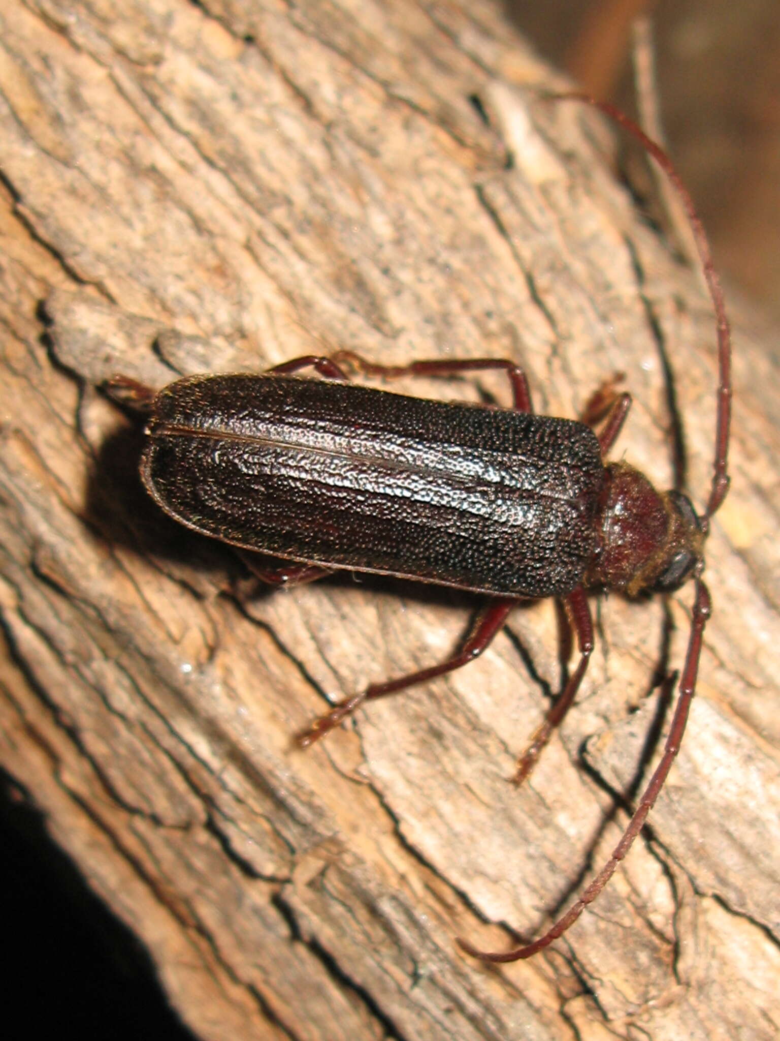 Image of Tragosoma pilosicornis Casey 1890