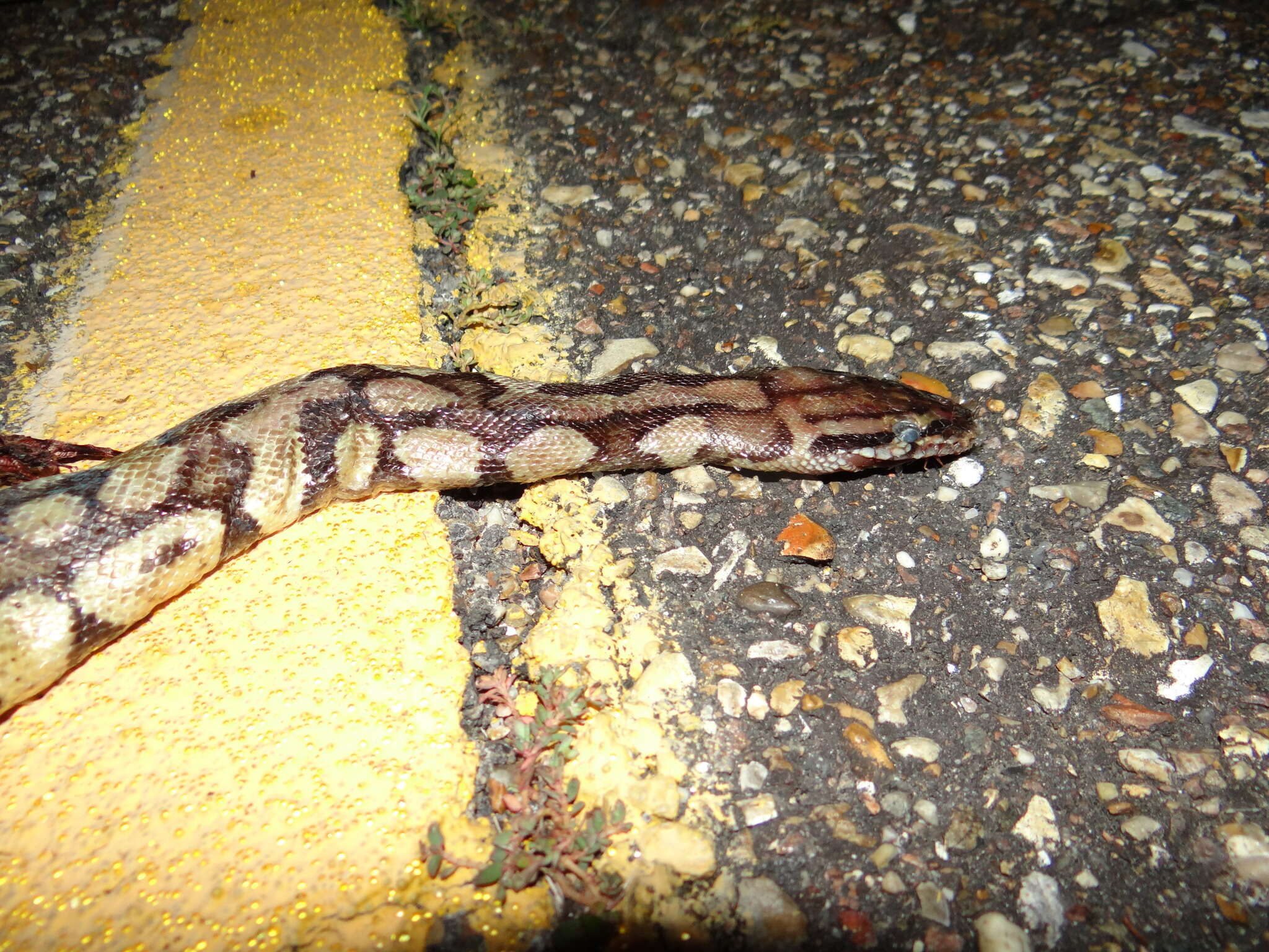 Image of Ball Python