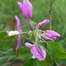 Слика од Polygala macroptera DC.