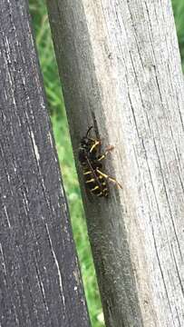 Image of median wasp