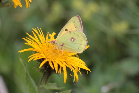 Colias thisoa Ménétriès 1832的圖片