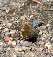 Image of Russet Skipperling