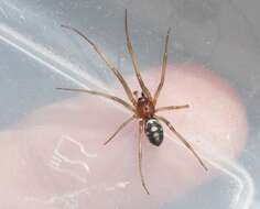 Image of False black widow