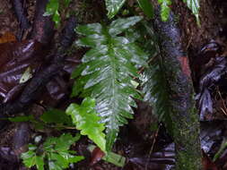 Image of Asplenium wrightii Eaton ex Hook.