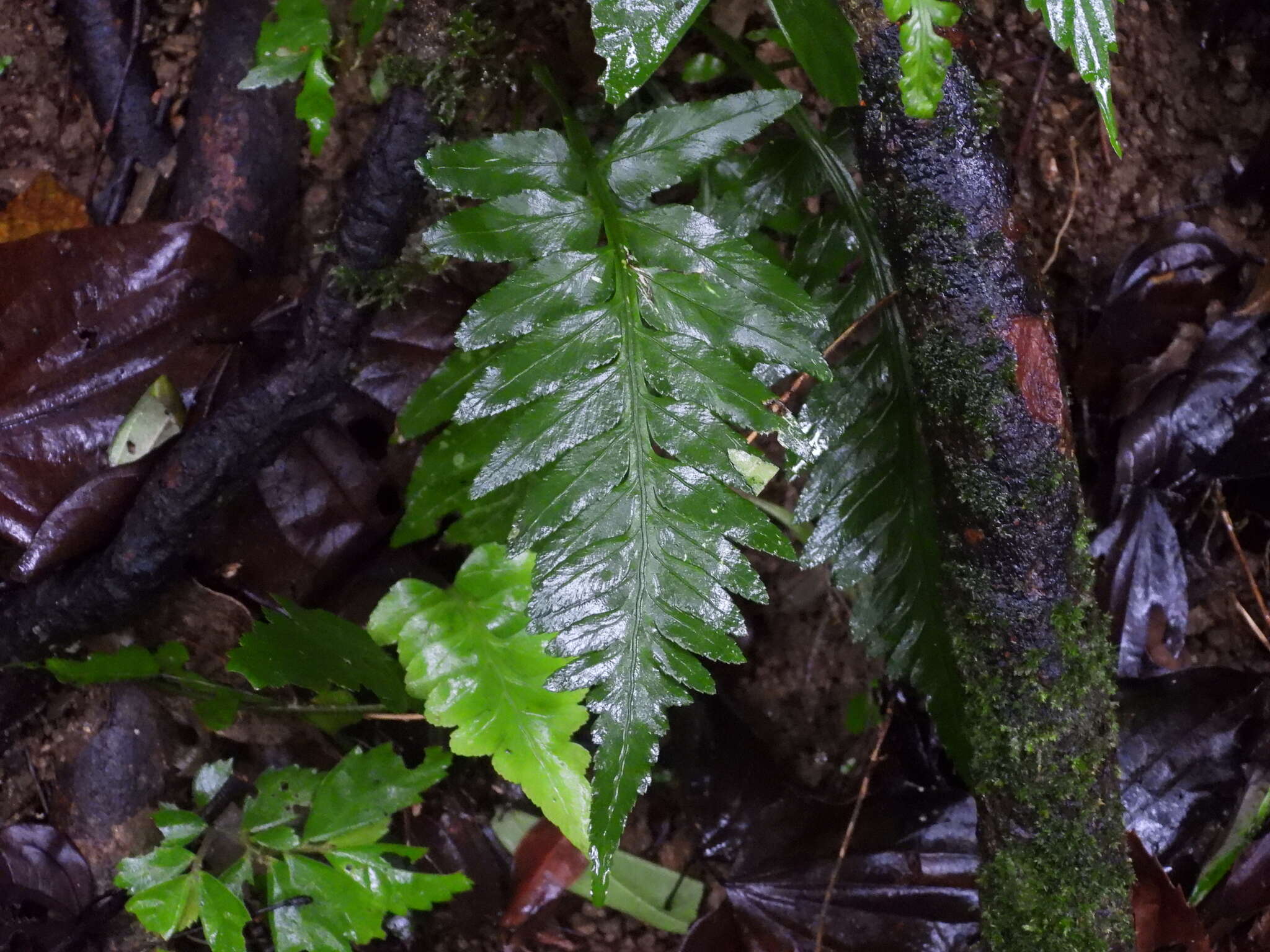 Plancia ëd Asplenium wrightii Eaton ex Hook.