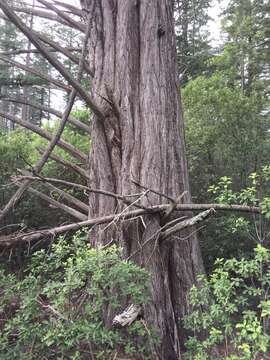 Image of Monterey cypress