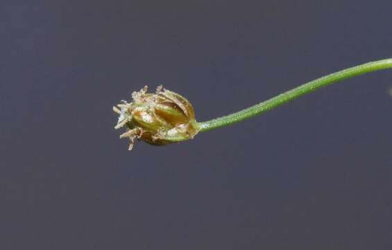 Image of Grass-Like Fimbristylis