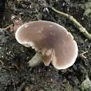 Dermoloma hemisphaericum (G. Stev.) E. Horak 1971 resmi