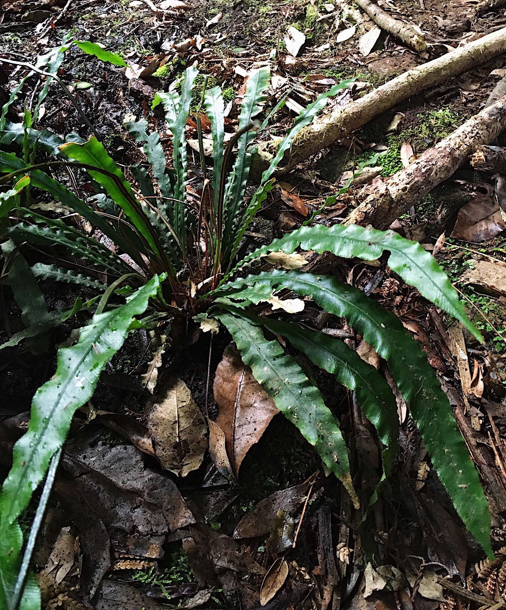 Austroblechnum patersonii (R. Br.) Gasper & V. A. O. Dittrich的圖片