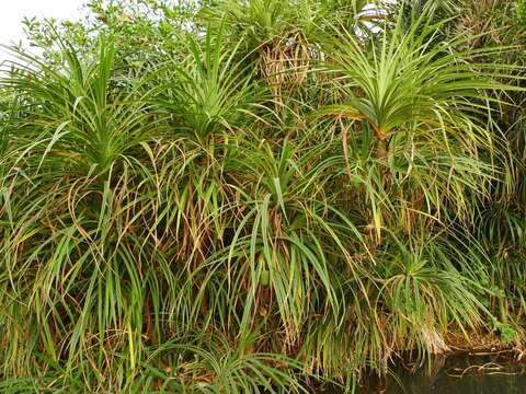 Image of Pandanus senegalensis H. St. John ex Huynh