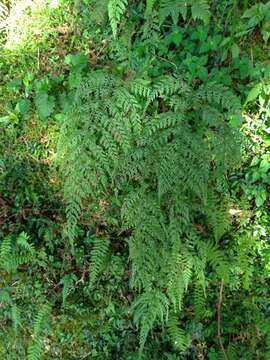 Image of Athyrium tripinnatum Tag.