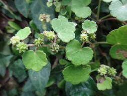 Imagem de Hydrocotyle nepalensis Hook.