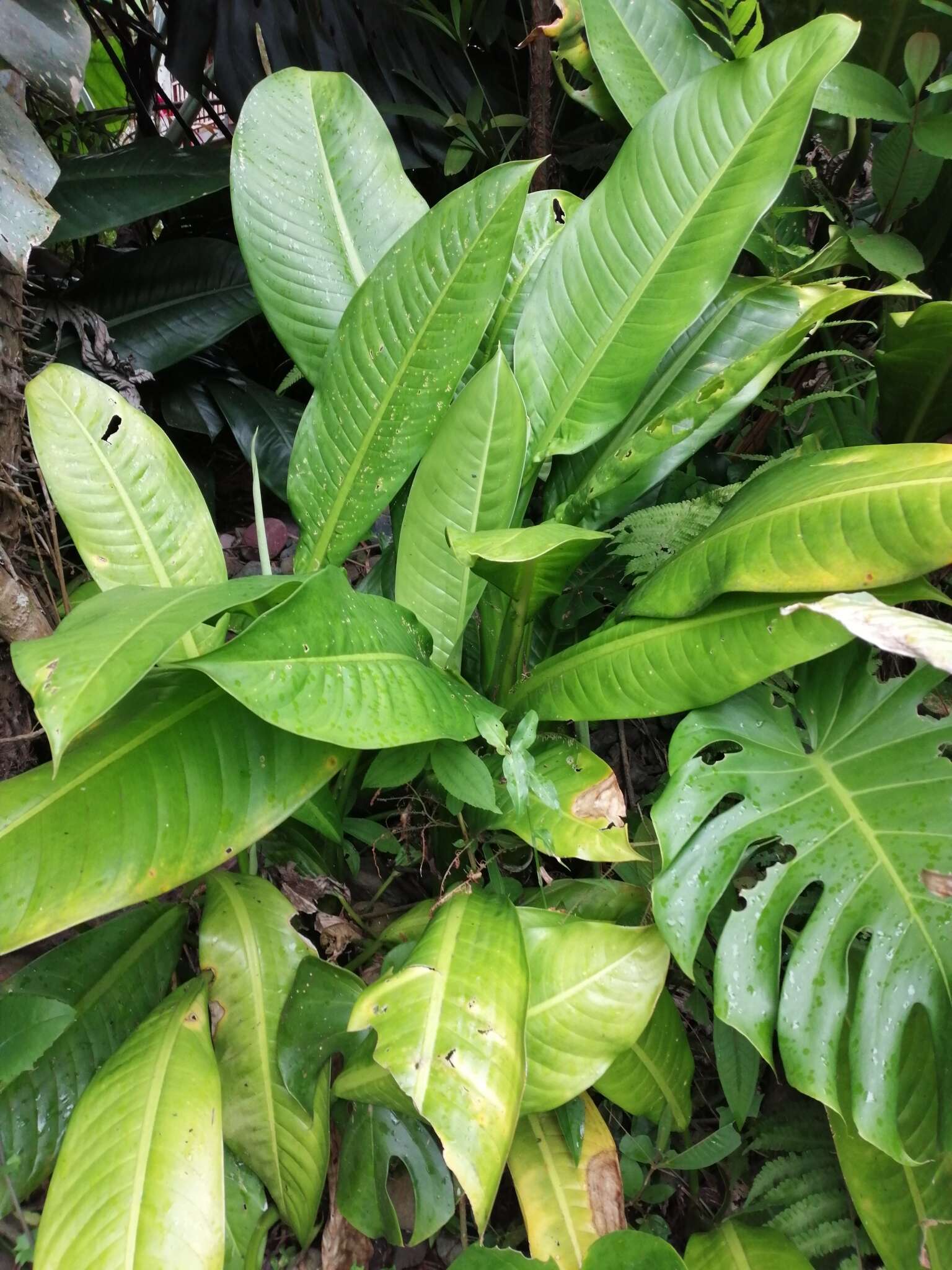 Image of Dieffenbachia longispatha Engl. & K. Krause